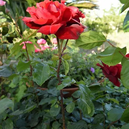 Il Flauto Magico Bed & Breakfast Modica